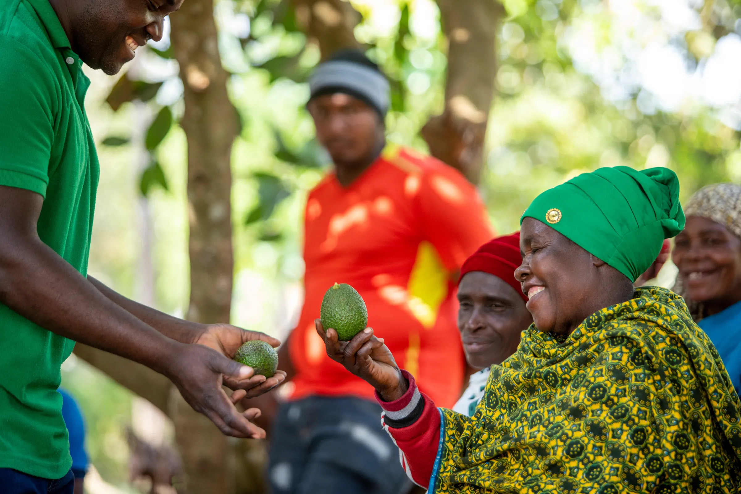 Tanzania avocado