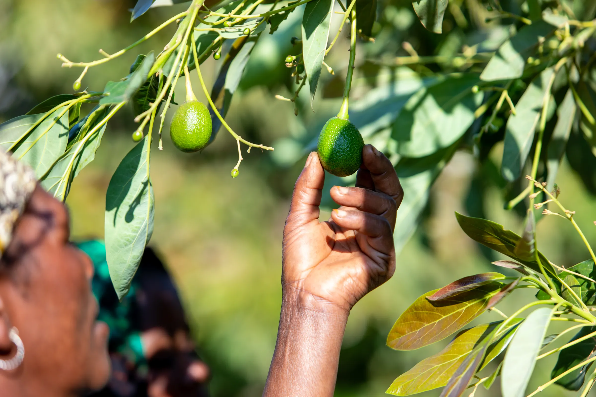 Tanzania harvest