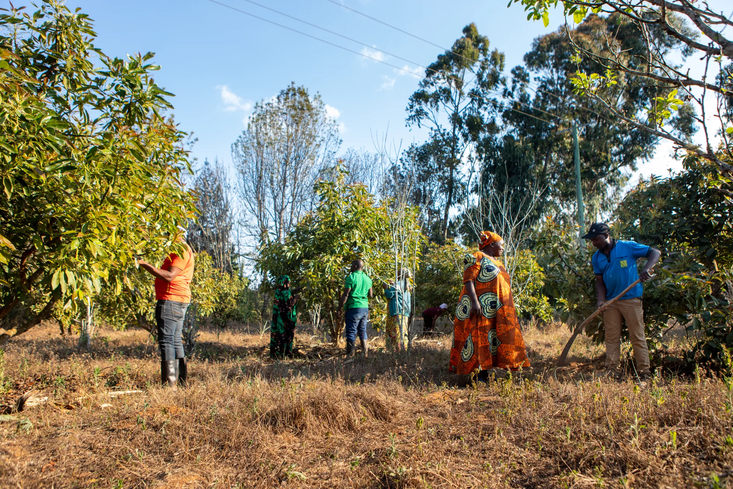 Tanzania agriculture
