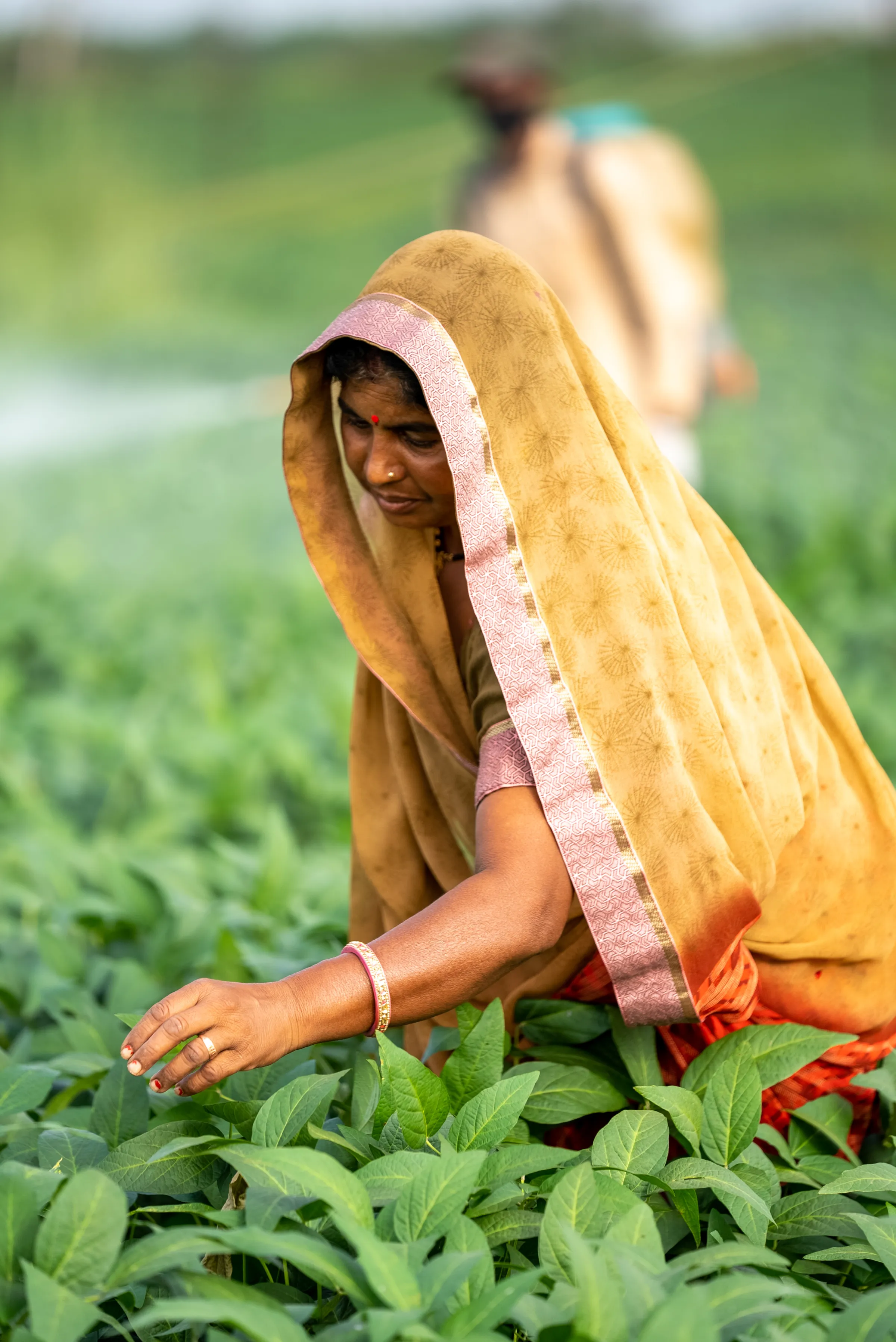 Indian woman harvesting soya beans
