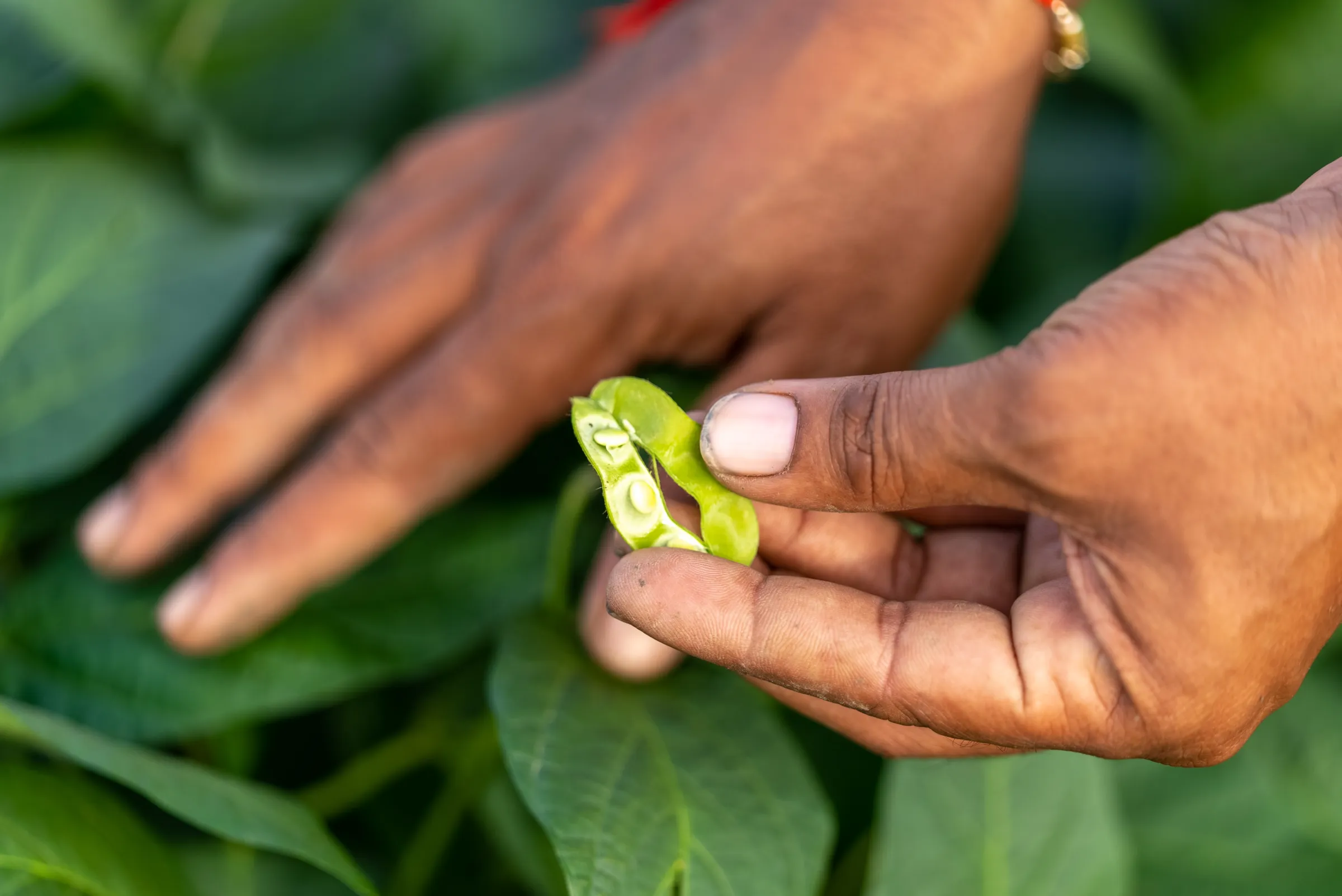 Soya bean harvest in India