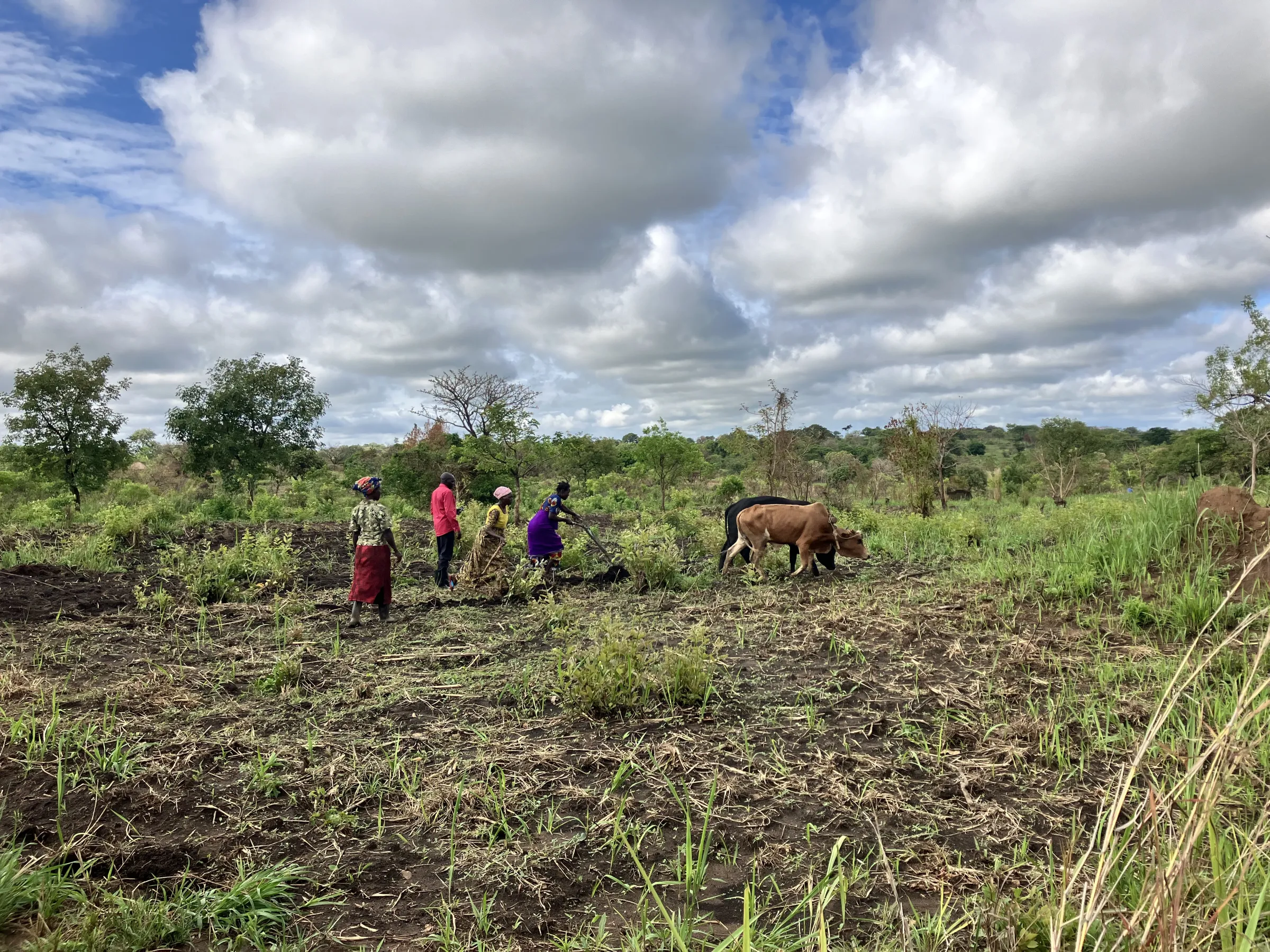 Farmers in Uganda