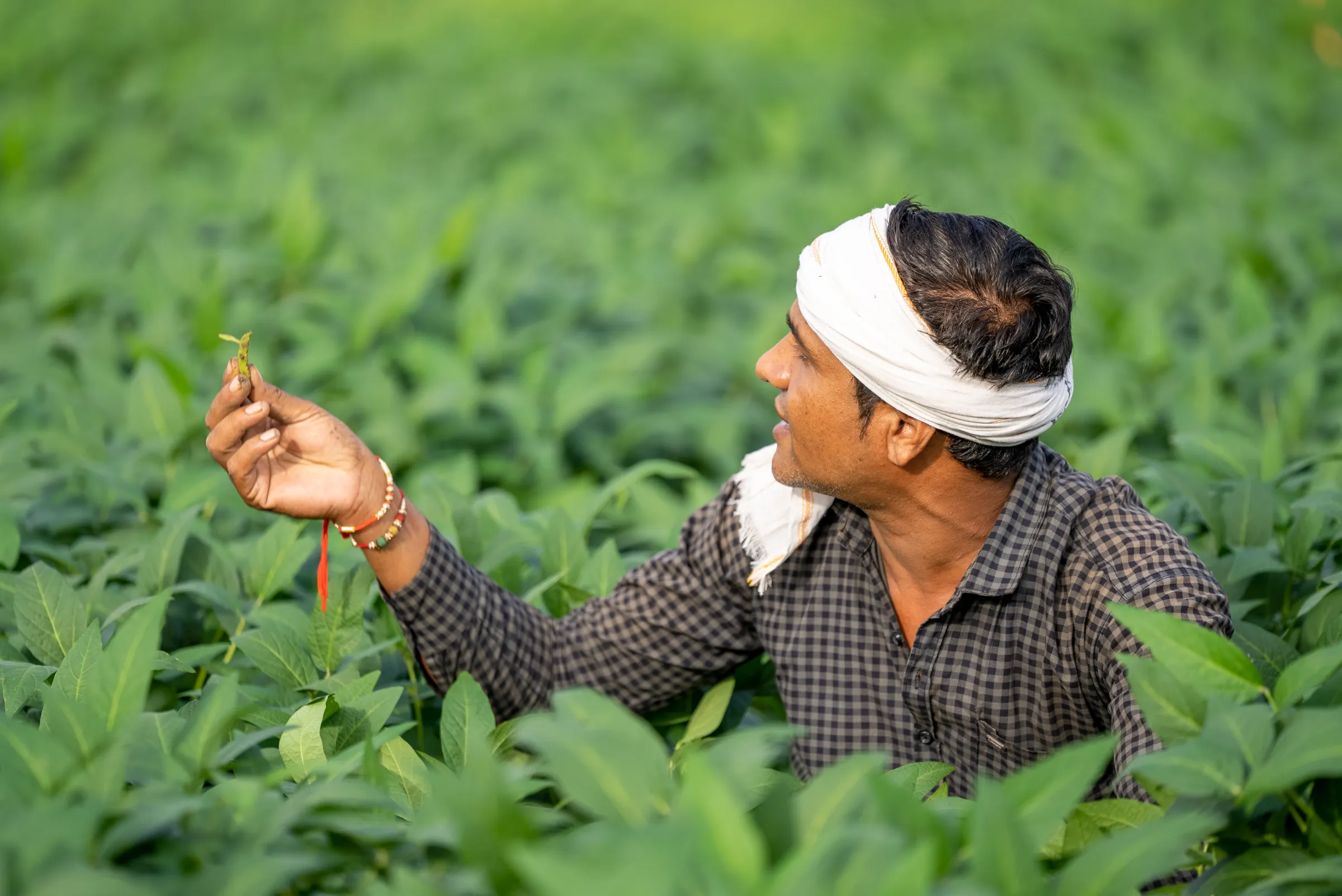 Man harvesting soya in a field