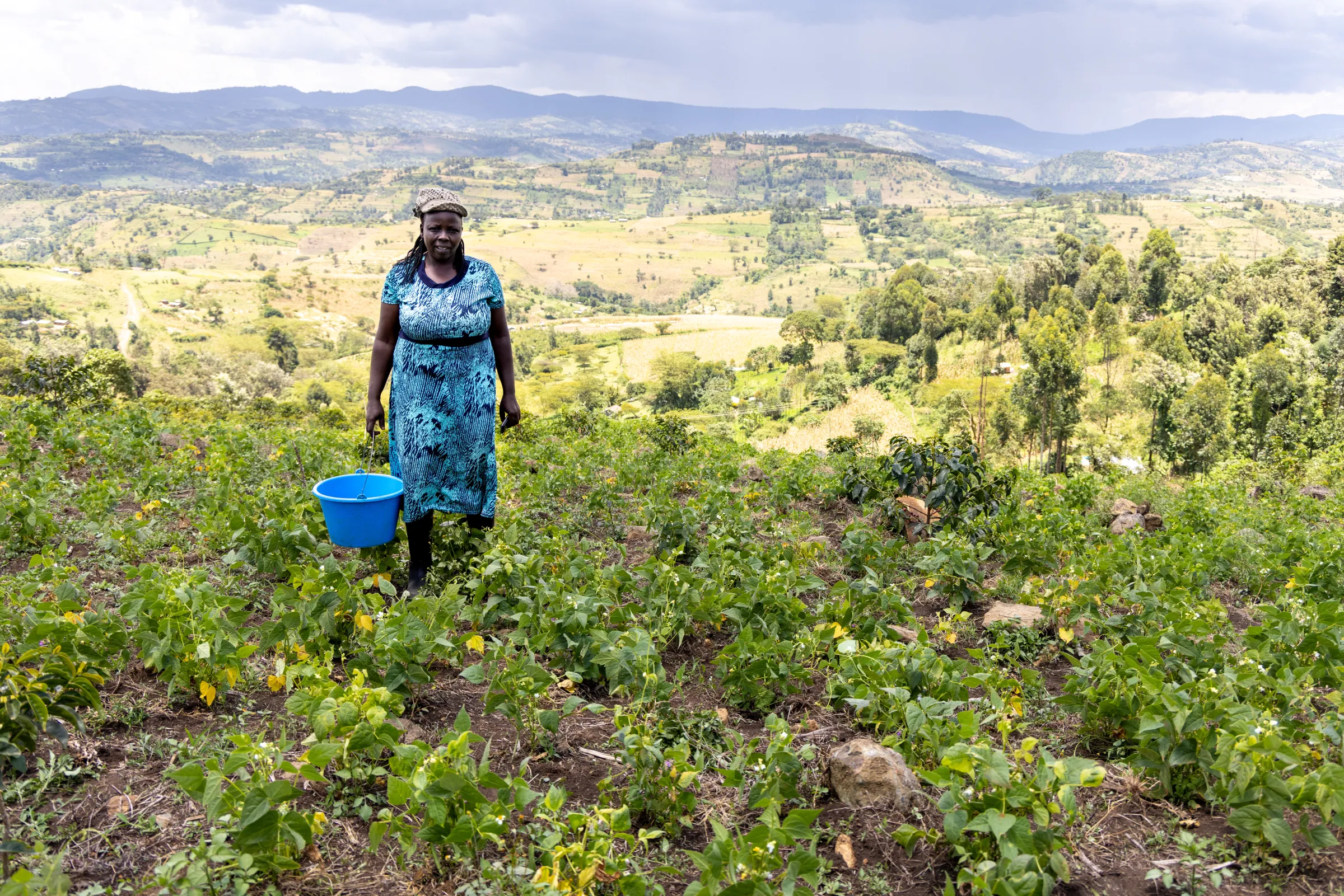 Kenya coffee field