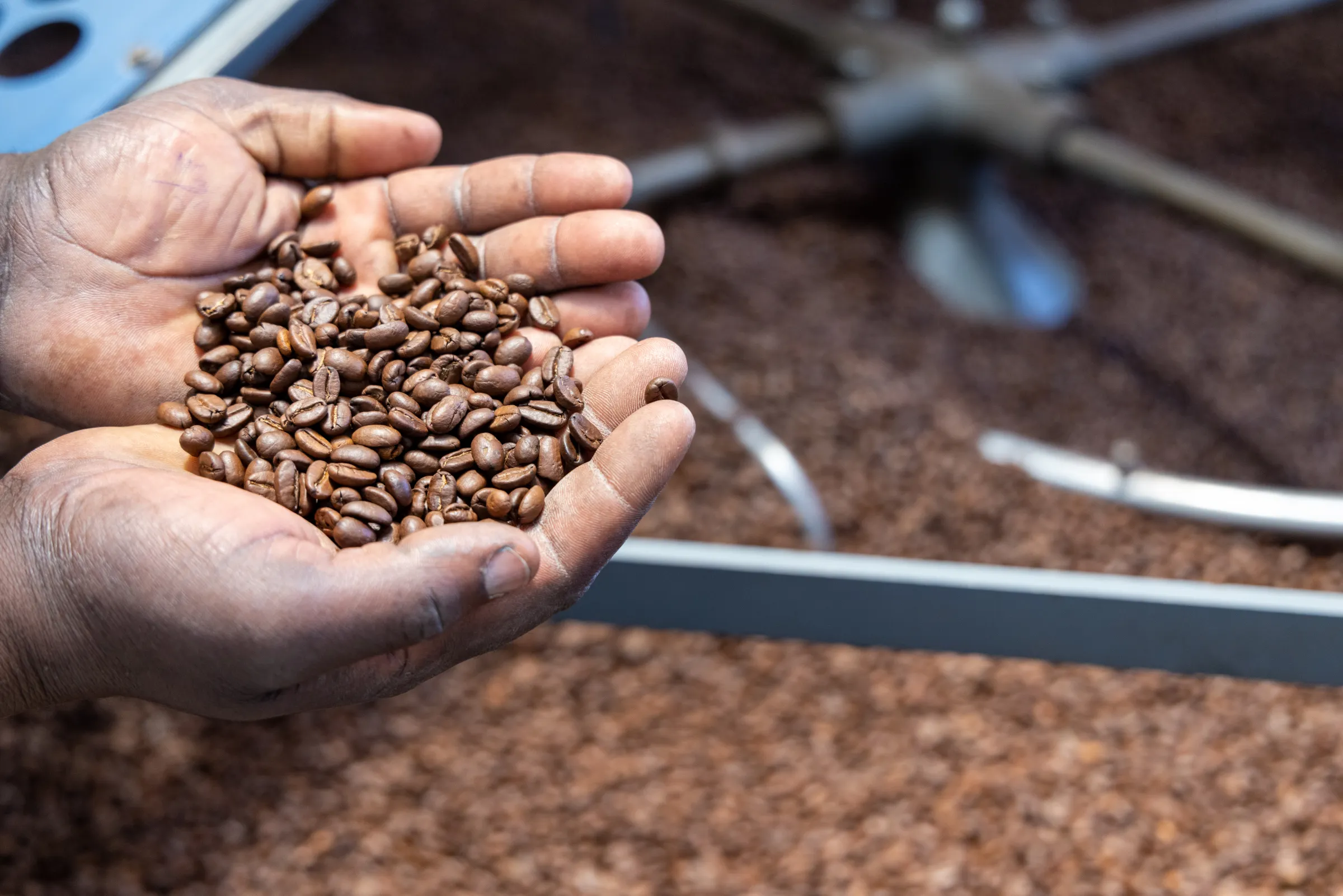 Kenya coffee beans