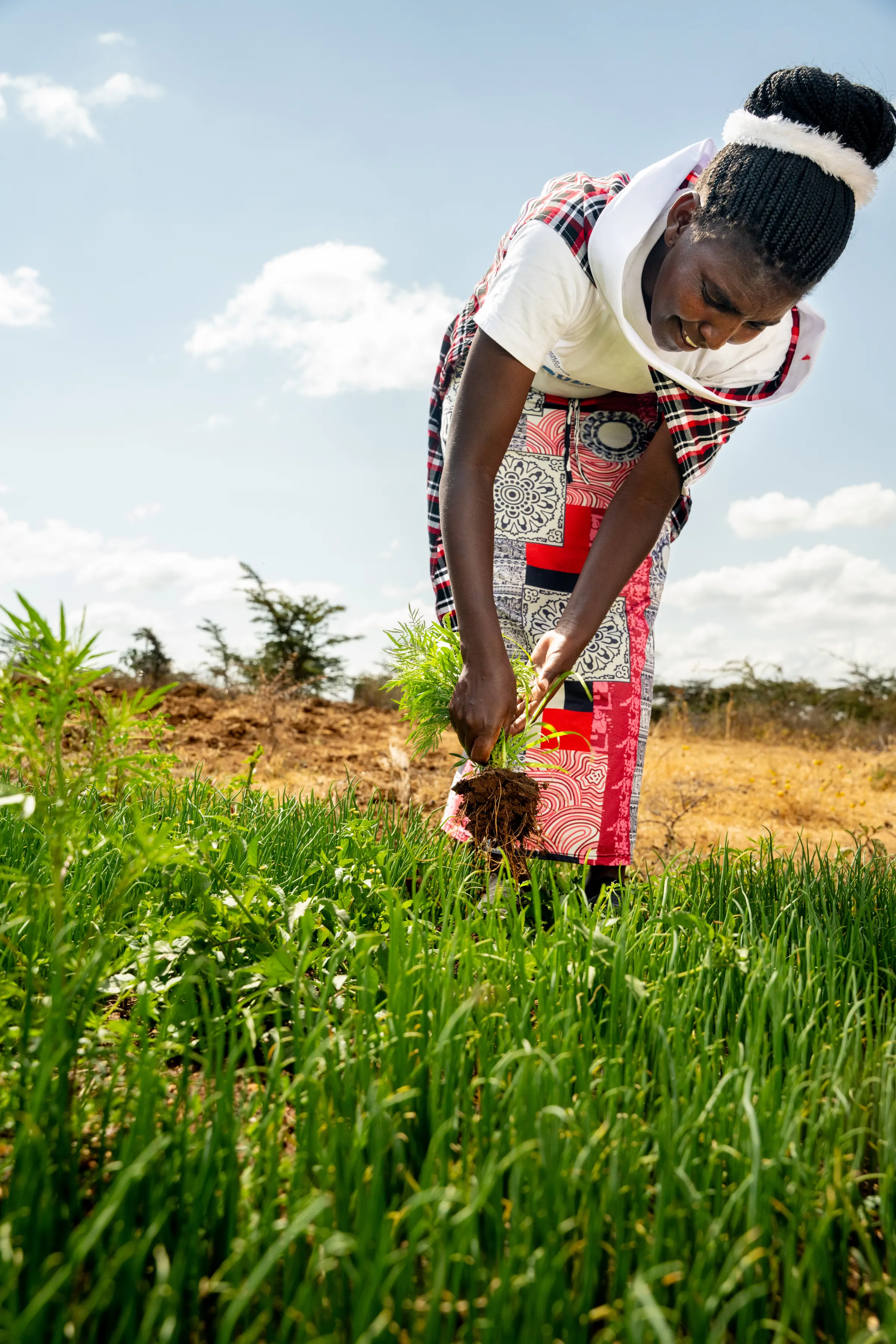 Kenyan woman harvesting