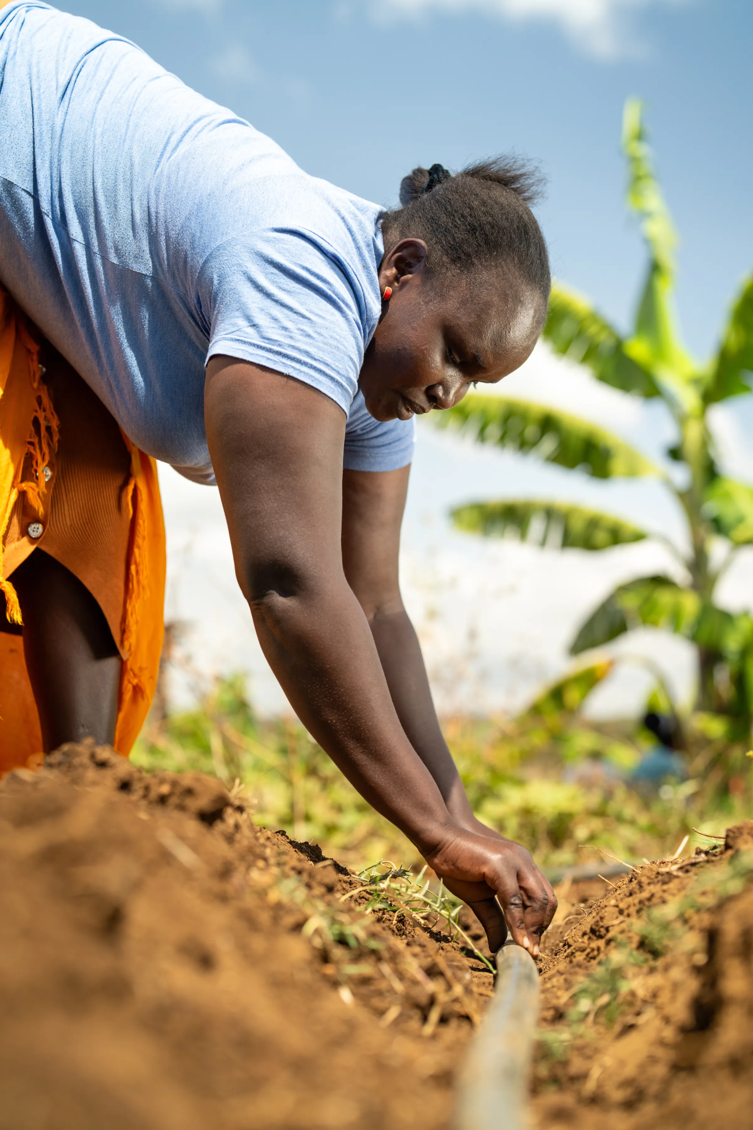 Woman in Kenya connecting drip system on land