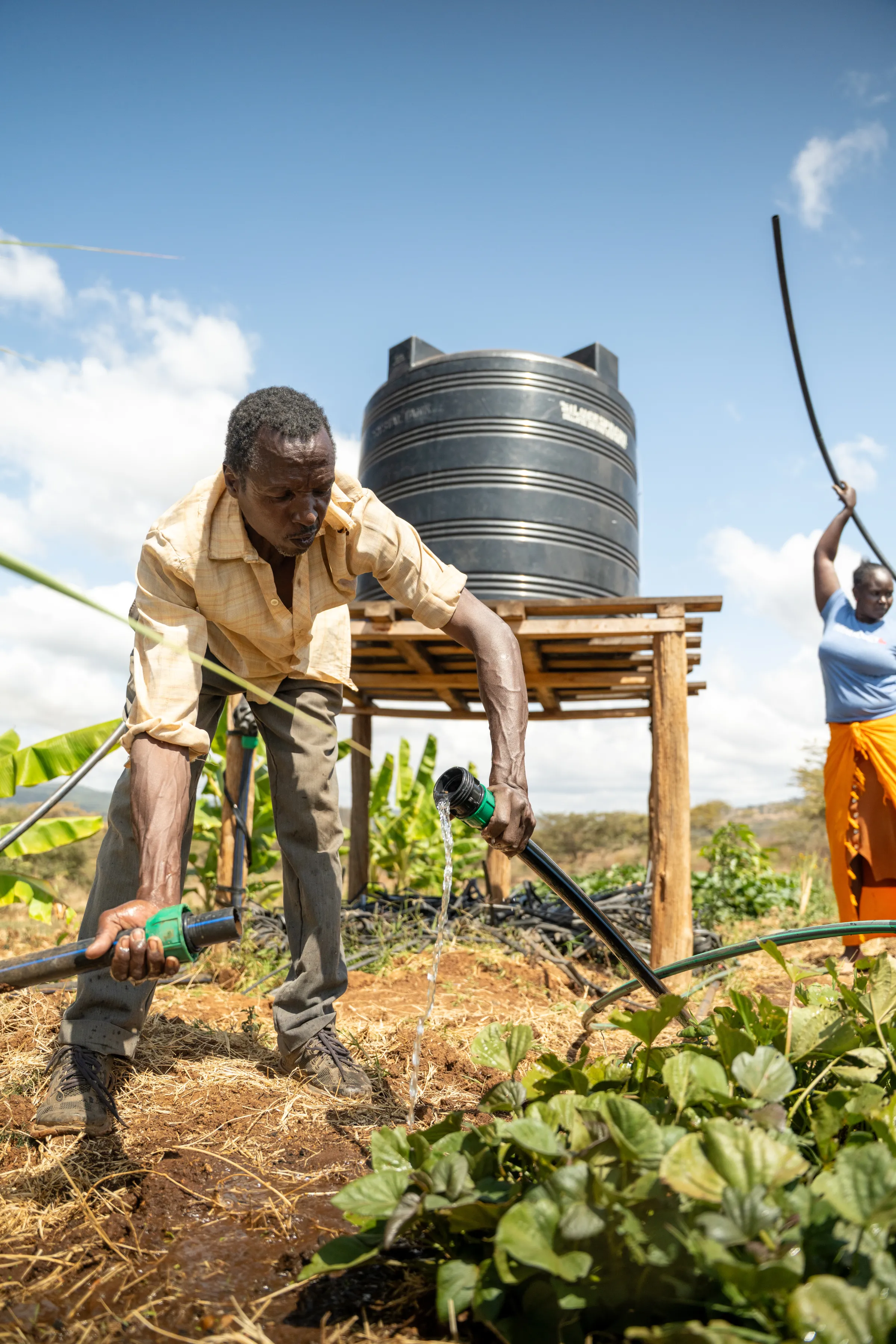 Kenyan woman and man connecting drip irrigation system on agricultural land
