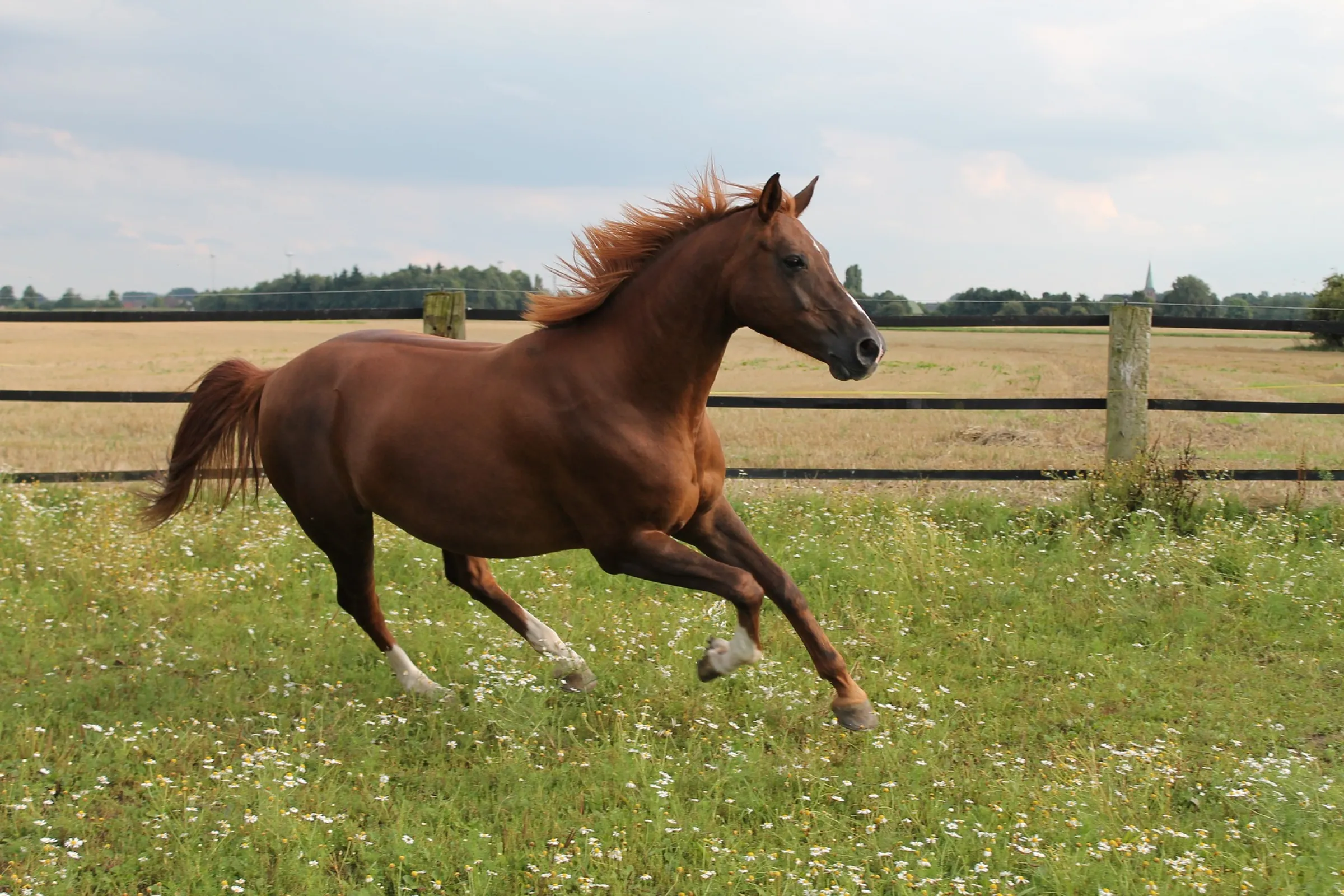 Paard rent in de wei