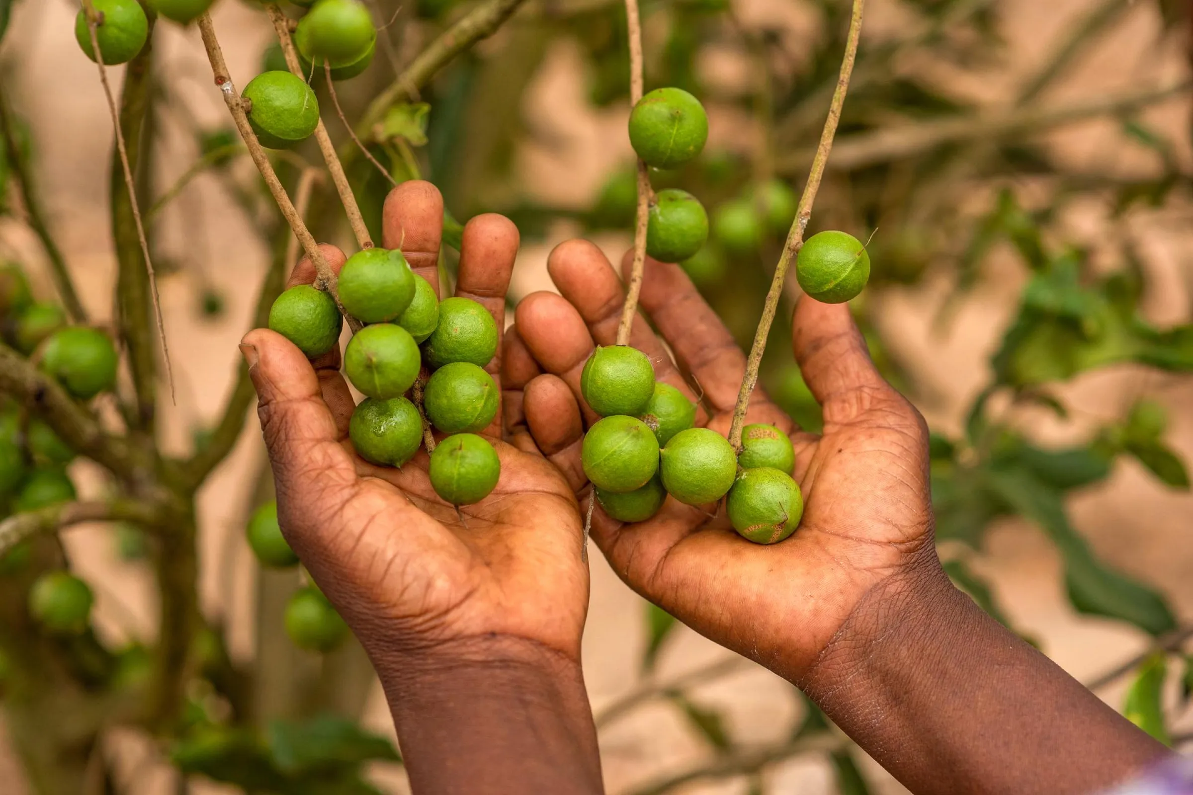 Macadamianoten aan de boom vastgehouden door twee handen