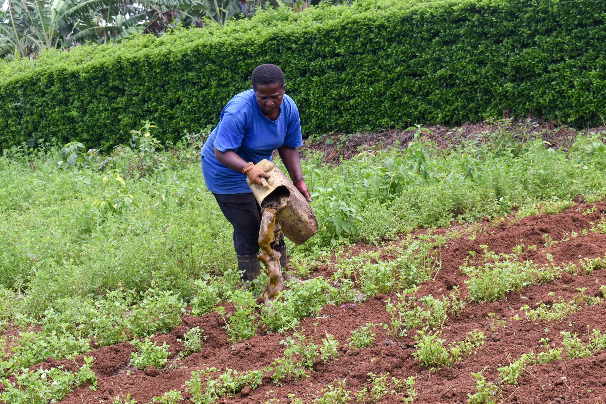 Applying bioslurry in animal feed